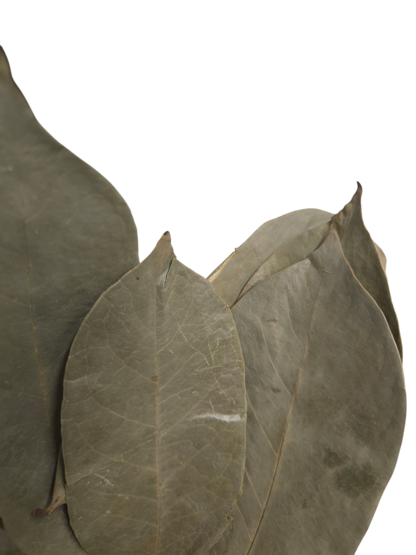 Organic Jamaican Soursop Leaves - Premium Dried Leaves for Wellness (30 Pack, 50g, 100g, 250g
