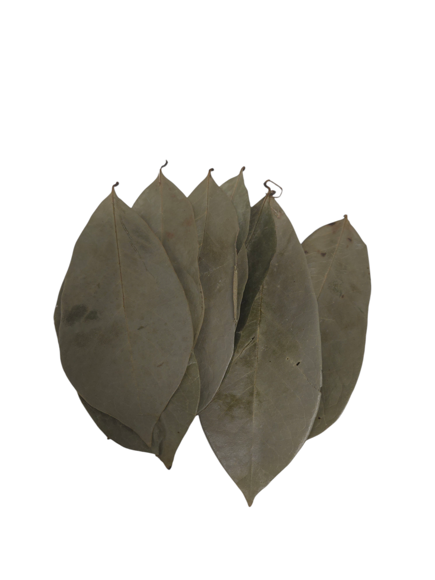 Organic Jamaican  Soursop Leaves - Premium Dried Leaves for Wellness (30 Pack, 50g, 100g, 250g