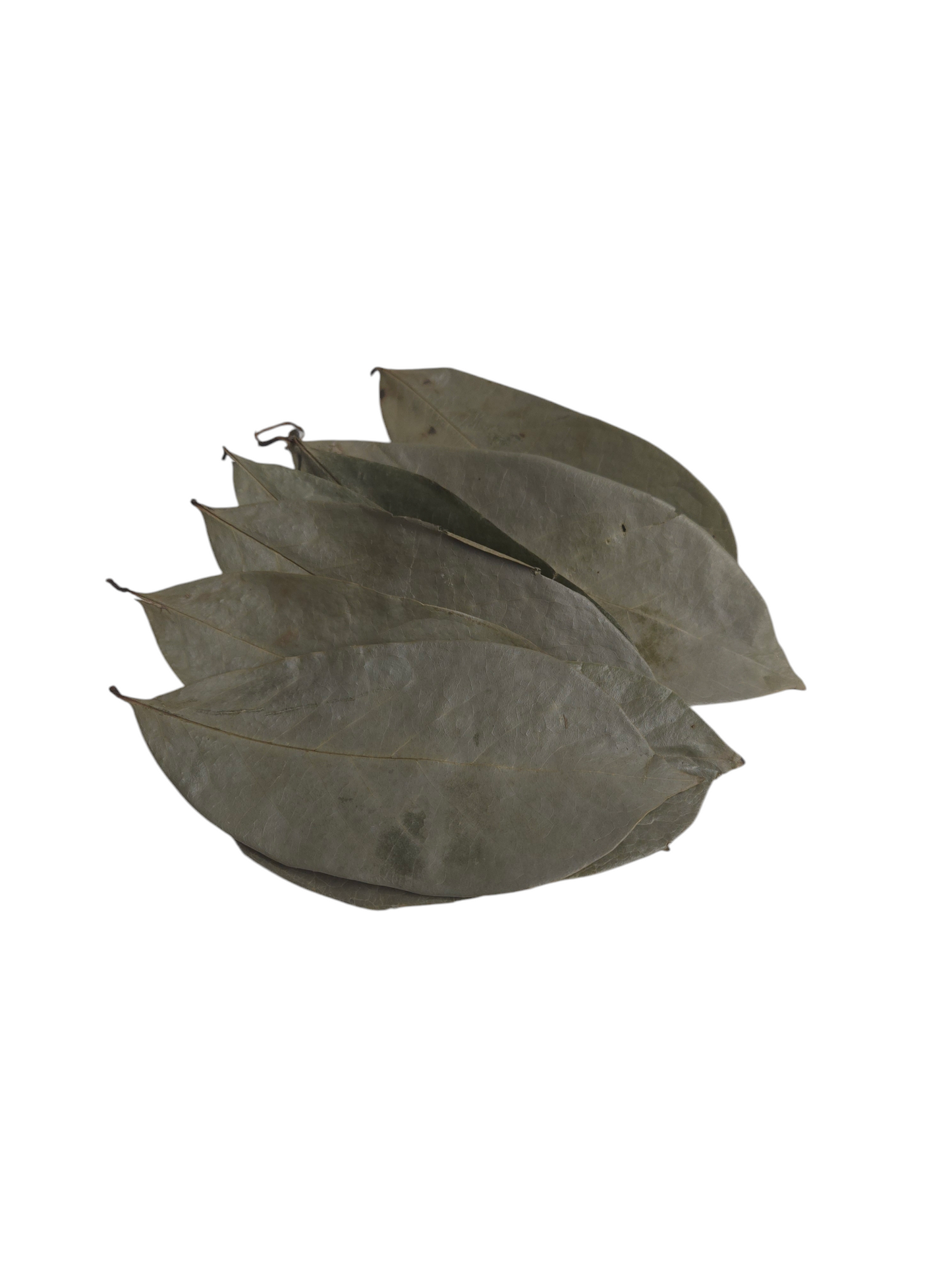 Organic Jamaican  Soursop Leaves - Premium Dried Leaves for Wellness (30 Pack, 50g, 100g, 250g