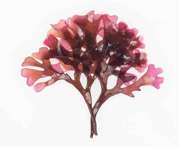 Wildcrafted Irish Sea Moss Gel – Organic, 92 Minerals, Key Lime & Date Blend 380ml