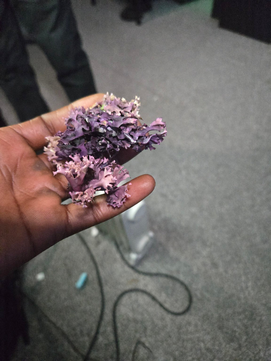 Wild Botanix organic Irish Chondrus crispus sea moss natural purple red sea vegetable close-up